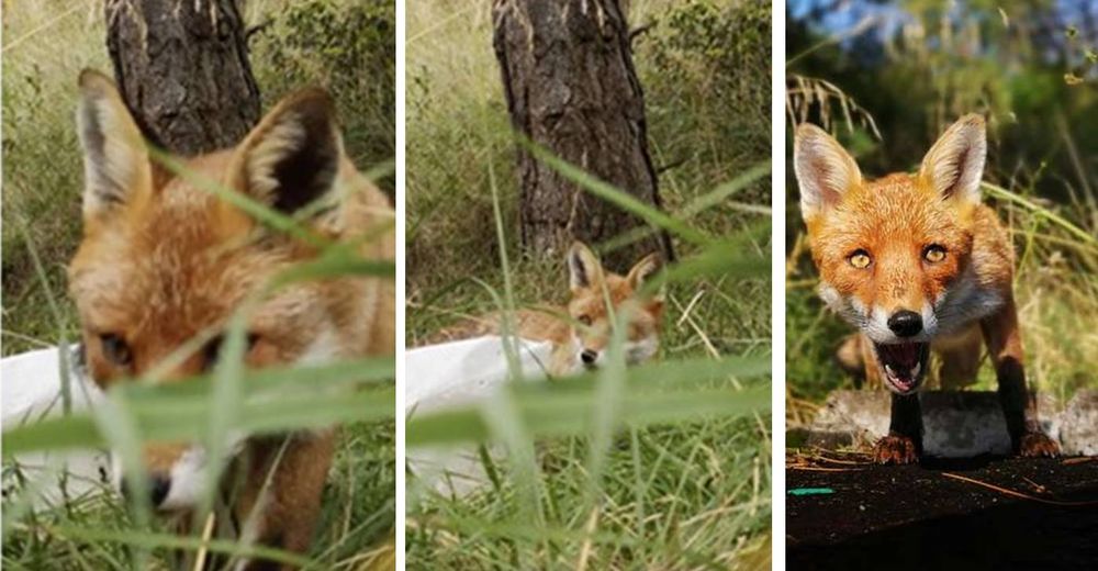 Un zorro encuentra un teléfono que lo grababa en secreto y se venga de la manera más tierna