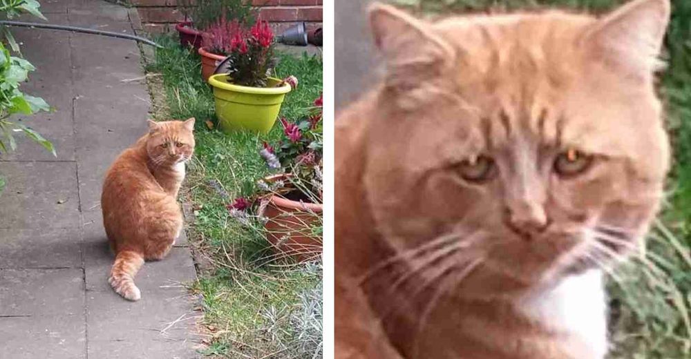 Una mujer que sale a pasear se encuentra con el gato más triste del mundo