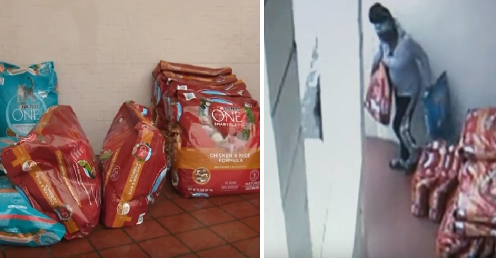 Ladrones roban todo el alimento de un refugio dejando sin comer a cientos de perros y gatos