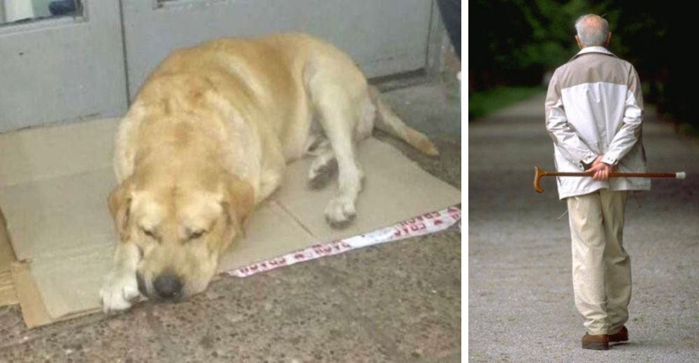 Se niega a abandonar la entrada del hospital esperando a su dueño fallecido