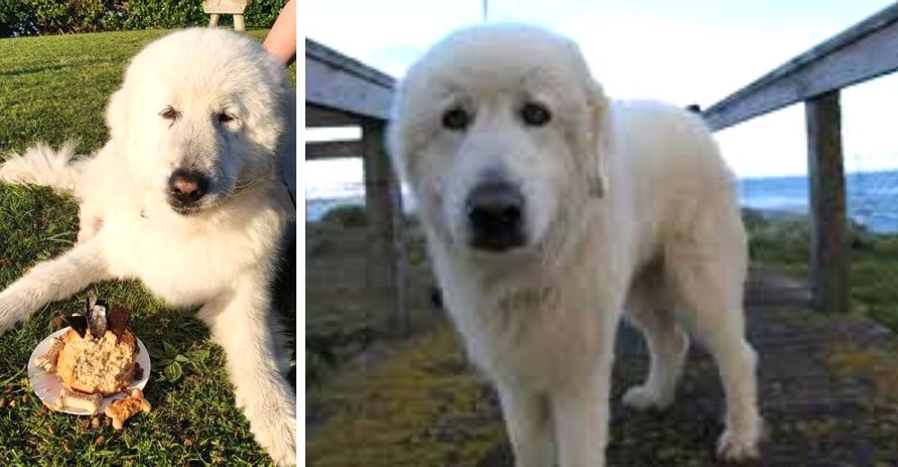 Un perro pastor se jubila después de proteger a una colonia de pingüinos durante casi 10 años