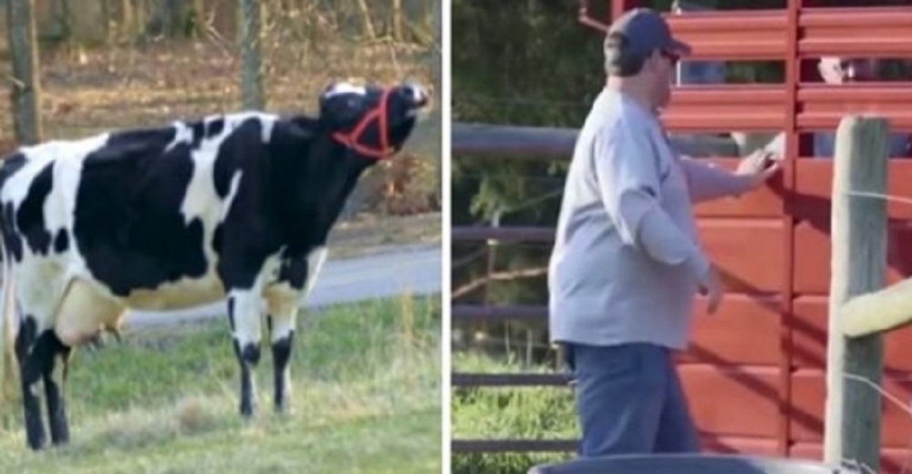 Una vaca rescatada no parará de llorar hasta que aparezca el granjero y abra su tráiler