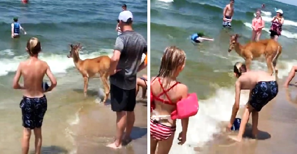 Aparece un venado repentinamente en la playa ante el asombro de todos los turistas