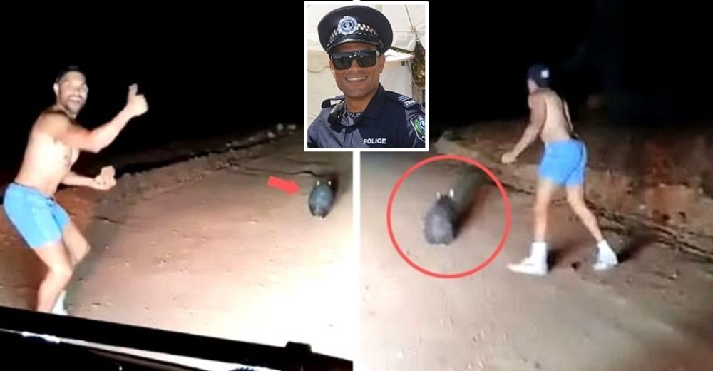 Un policía fuera de servicio graba cómo maltrata a un wombat indefenso hasta acabar con su vida