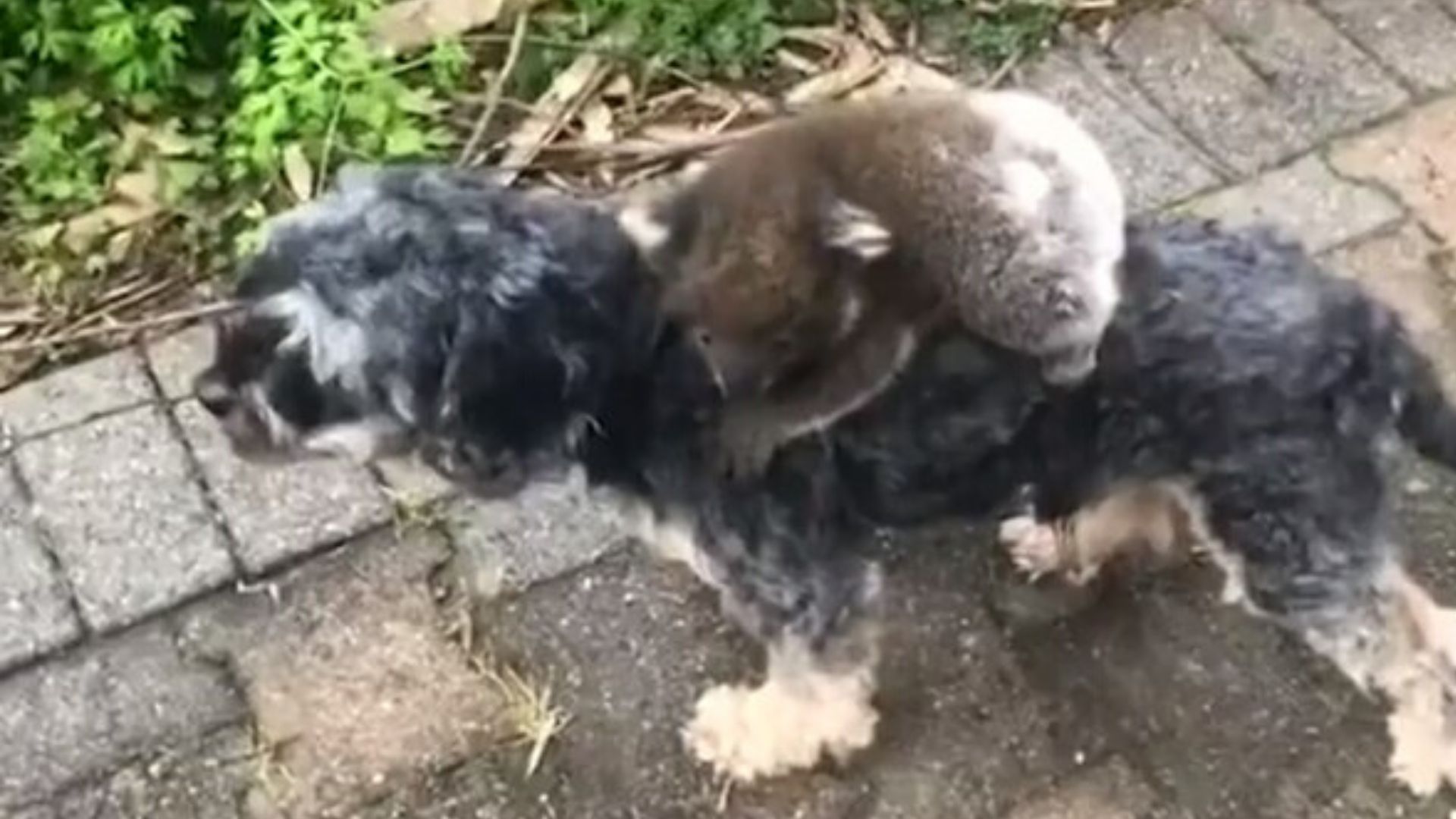 El drama de un koala bebé que adoptó a un perrito para que lo protegiera como una madre