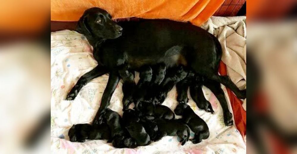 Su familia esperaba a 6 perritos pero ella los sorprendió dando a luz a 13 cachorros sanos