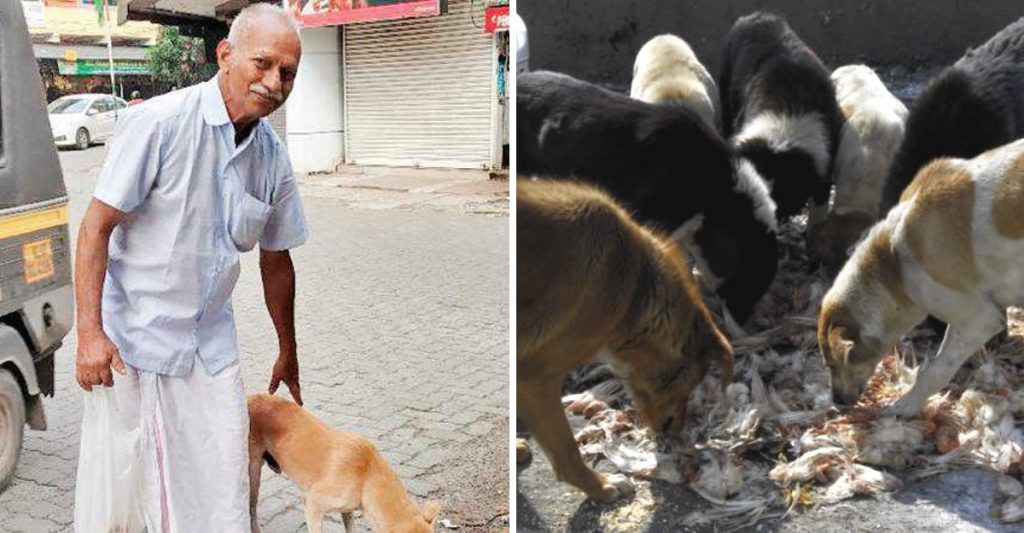 Hombre de 70 años madruga todos los días para cocinarles a los perros callejeros del vecindario