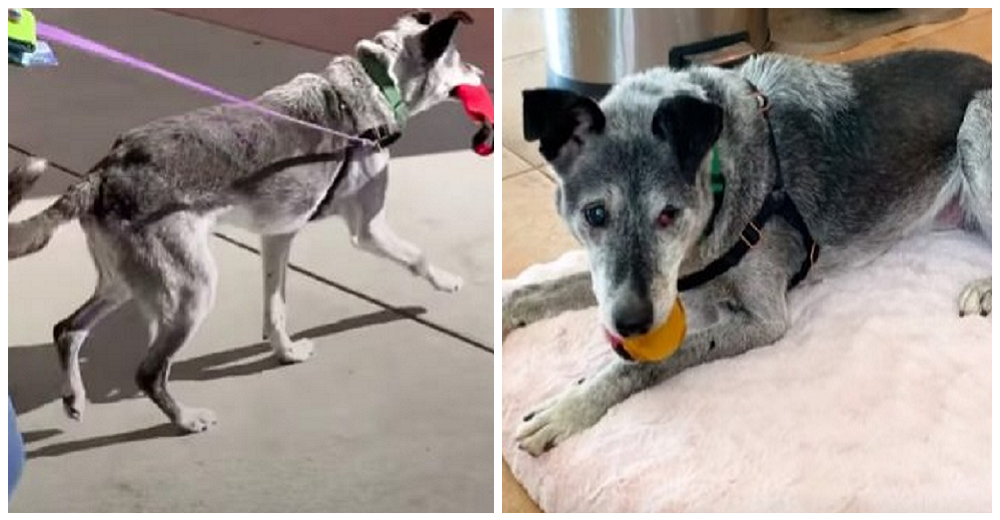 Perrito anciano de un refugio todavía juega como un niño y anhela un hogar para siempre