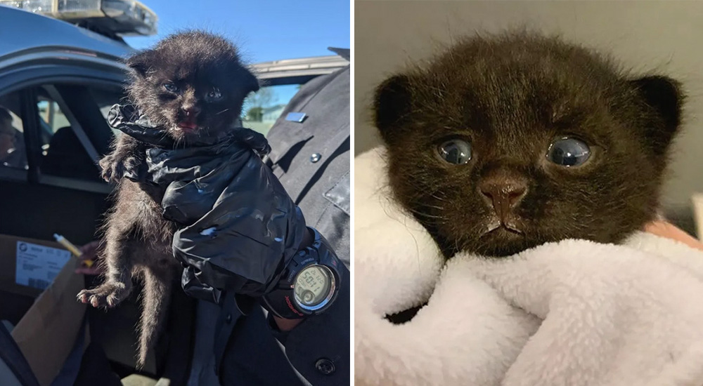 Un diminuto y vulnerable gatito es captado gateando en la orilla de una peligrosa carretera