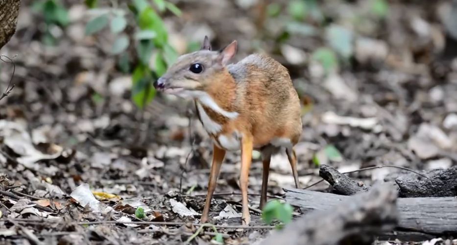 Científicos aseguraban que su especie estaba extinta, pero 30 años después decidió dejarse ver