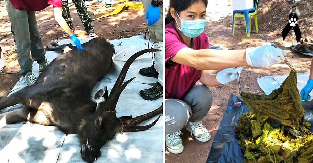 Un venado pierde la vida tras ingerir 7 kilos de basura que los turistas tiraron en el bosque