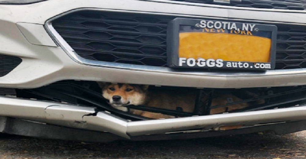 Un perrito sobrevive viajando durante 45 minutos en el parachoques del auto que lo arrolló