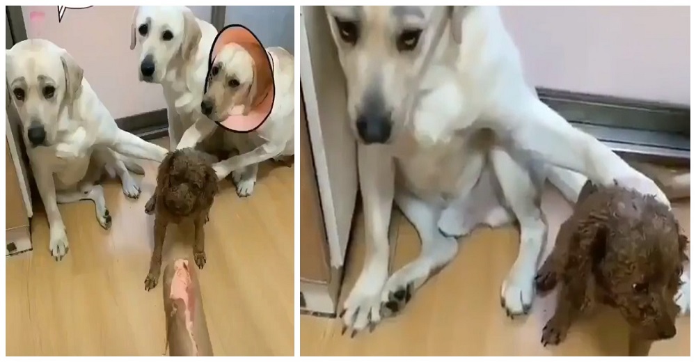 El polémico video del perrito delatado por sus amigos cómplices que esconde una triste realidad