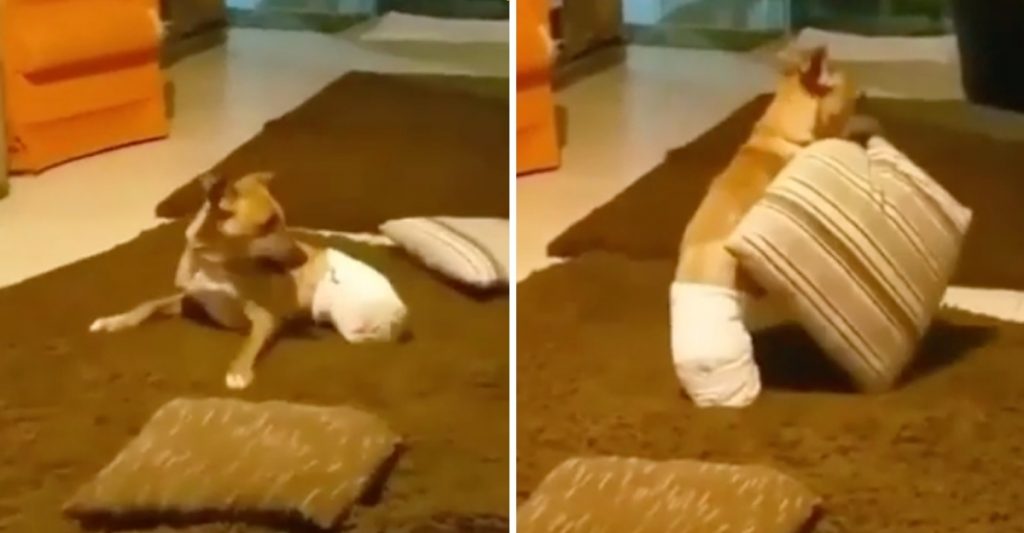 Graban al perrito al que le rompieron sus patitas, pero no su alma ni sus ganas de vivir