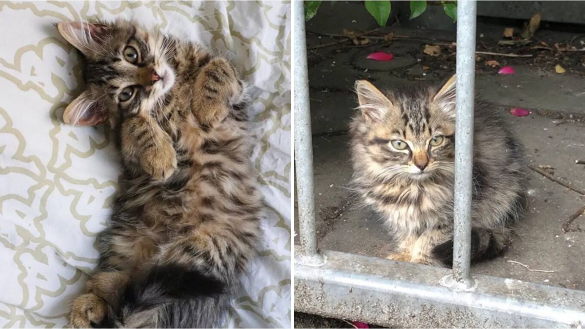 Sale de paseo con su gato y el corazón del minino es tan grande que al regreso ya eran tres