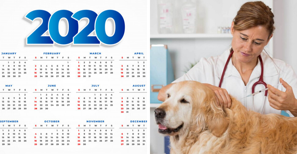 El calendario de salud de tu perro: la mejor medida preventiva que ningún dueño debería olvidar