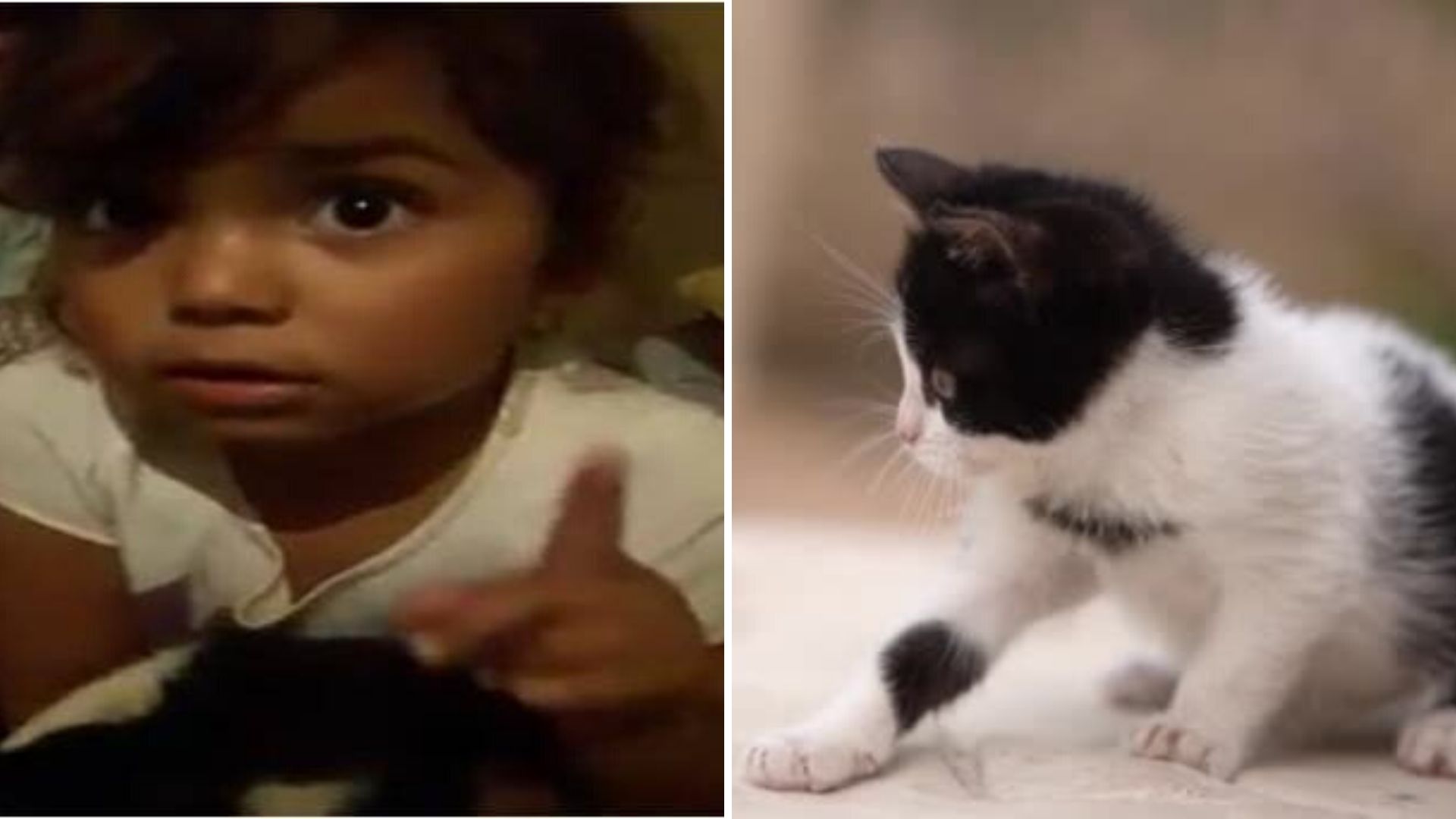 El discurso de una pequeña de 3 años para lograr quedarse con el gatito que «apareció» en casa