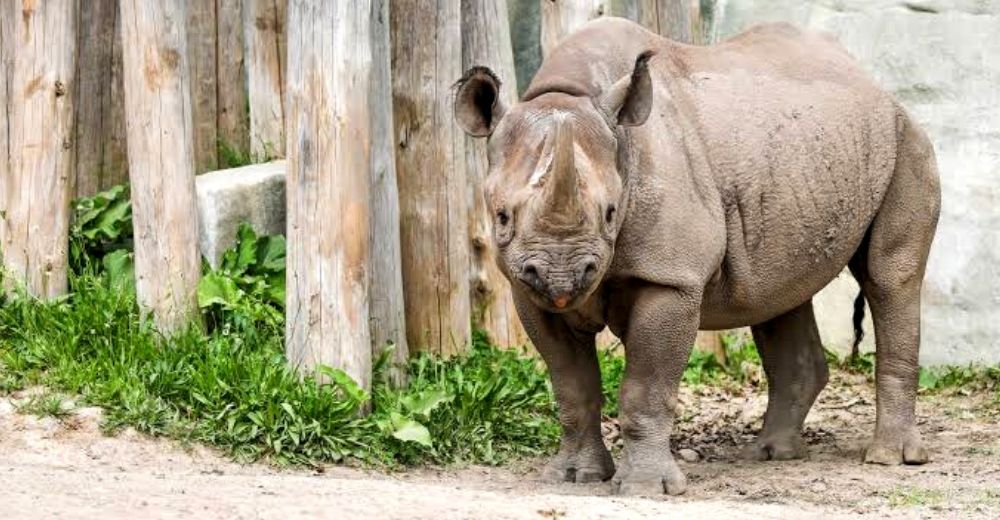 Tras años de espera, anuncian que una rinoceronte negra en peligro de extinción está embarazada