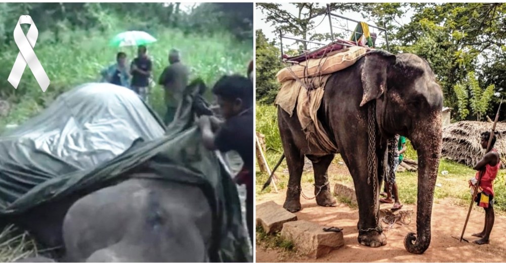 Muere un elefante tras sucesivos viajes con turistas en sus espaldas y sus patas encadenadas