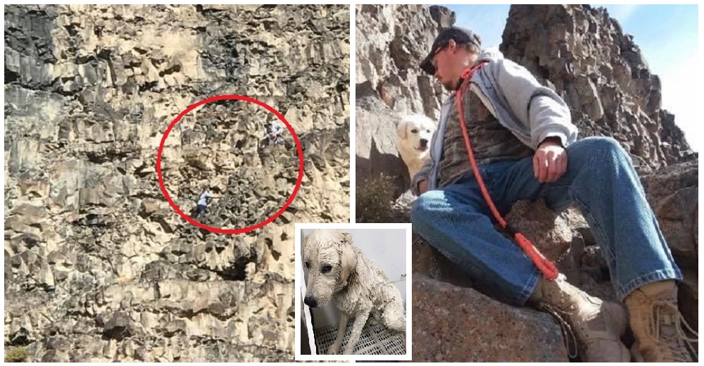 Tras 5 días tendiendo de un acantilado logran salvar la vida de un aterrado perrito