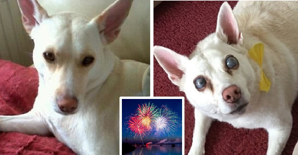 El drama de la perrita que perdió sus ojos por el terror que le causaron los fuegos artificiales