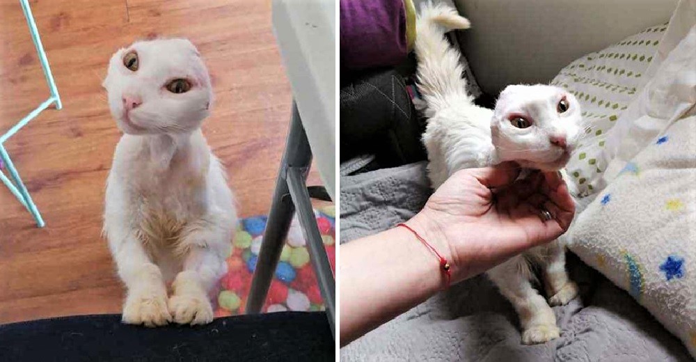 La gatita que perdió sus orejitas pero no su sonrisa suplica ayuda a las redes para salvarse