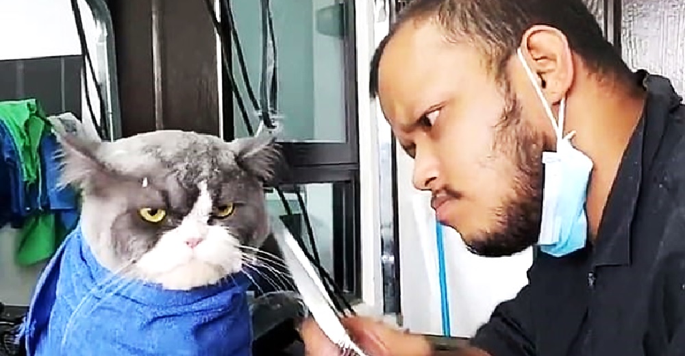 El gato furioso que respondió al trato que recibió del peluquero se hace viral