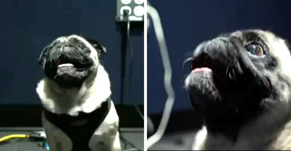 Perrito pug es contratado para hacer los efectos de sonido de un famoso videojuego