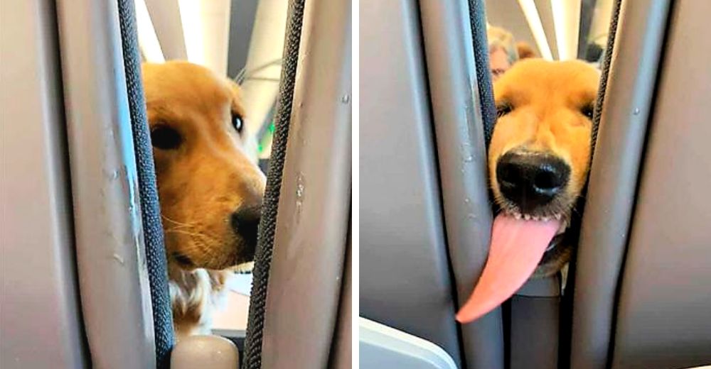 Los divertidos gestos de un perrito a un pasajero que viajaba detrás de él en un avión