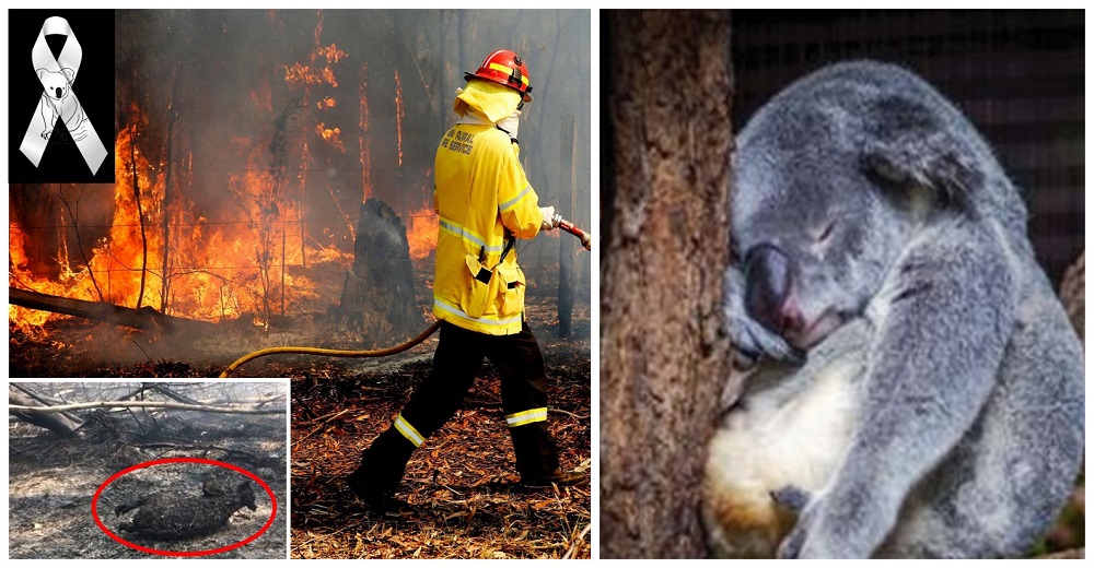 El mundo está de luto: más de 300 koalas han muerto incinerados y todavía no ha pasado lo peor