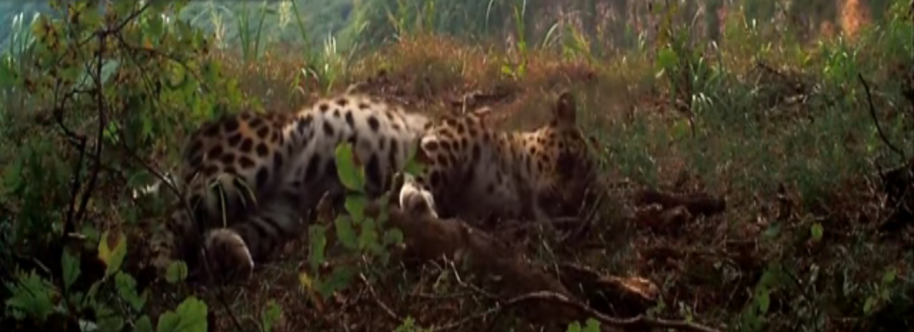 Graban al leopardo más raro del mundo jugando y ronroneando como un gatito