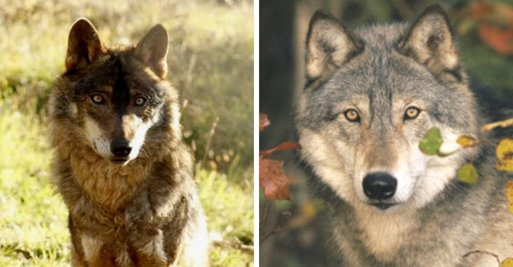 Ofrecen recompensa de 34.000 dólares a quien de pistas de la misteriosa desaparición de un lobo