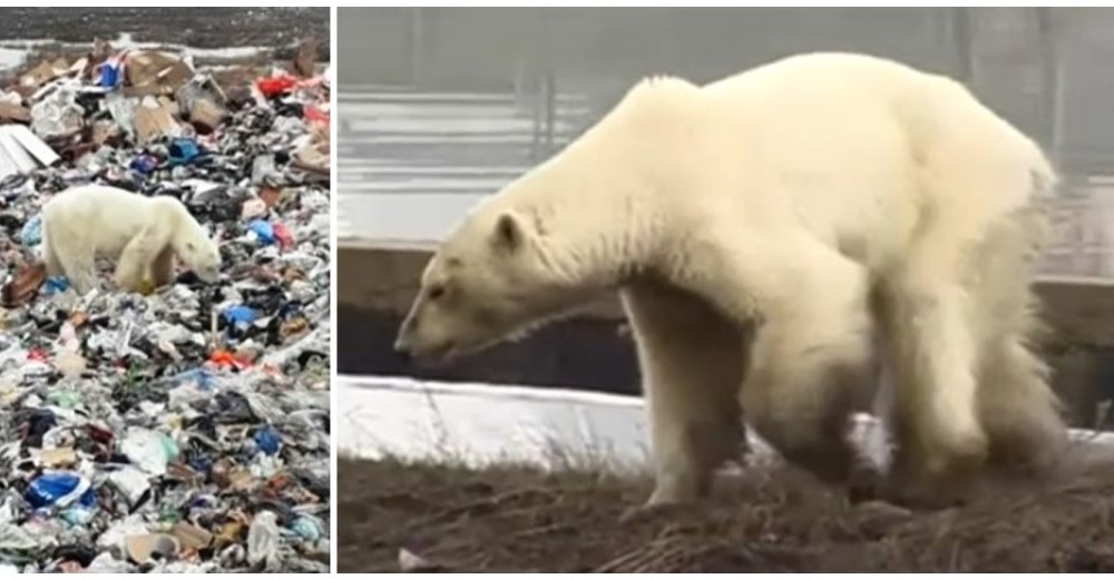 La tierna recuperación de la osa polar que se hizo viral por buscar comida entre la basura