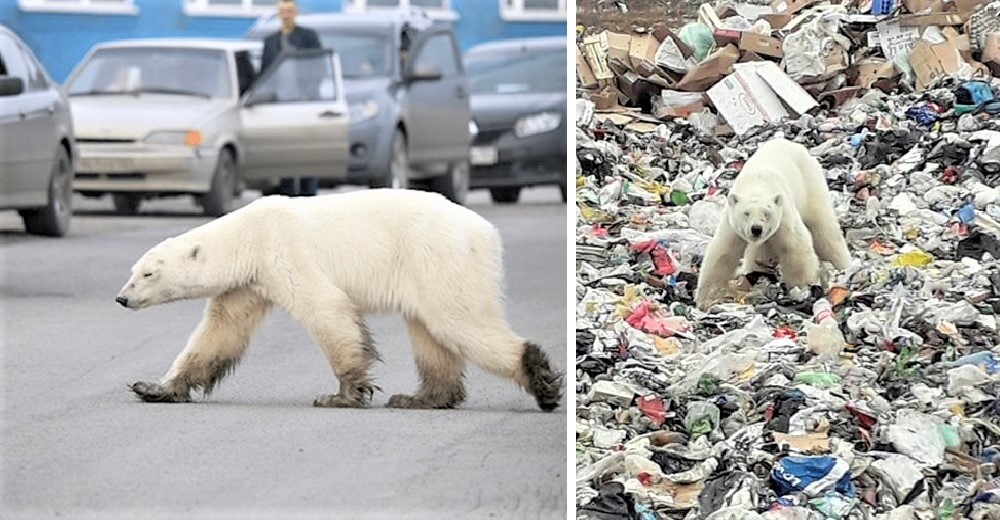 La agotada osa polar que recorrió más de mil kilómetros para ir a una ciudad en busca de comida