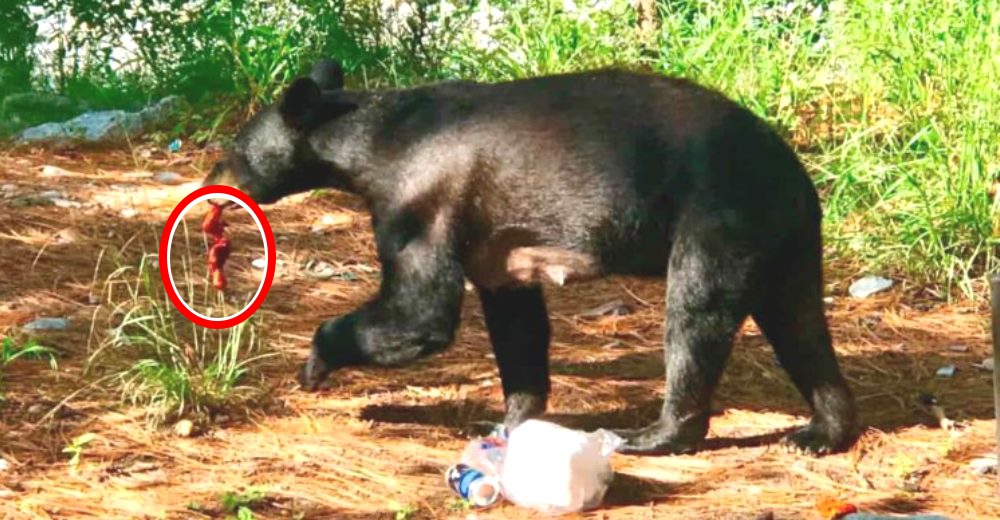 Un oso hambriento deja sin comida a una familia que fue al campo a disfrutar de un asado