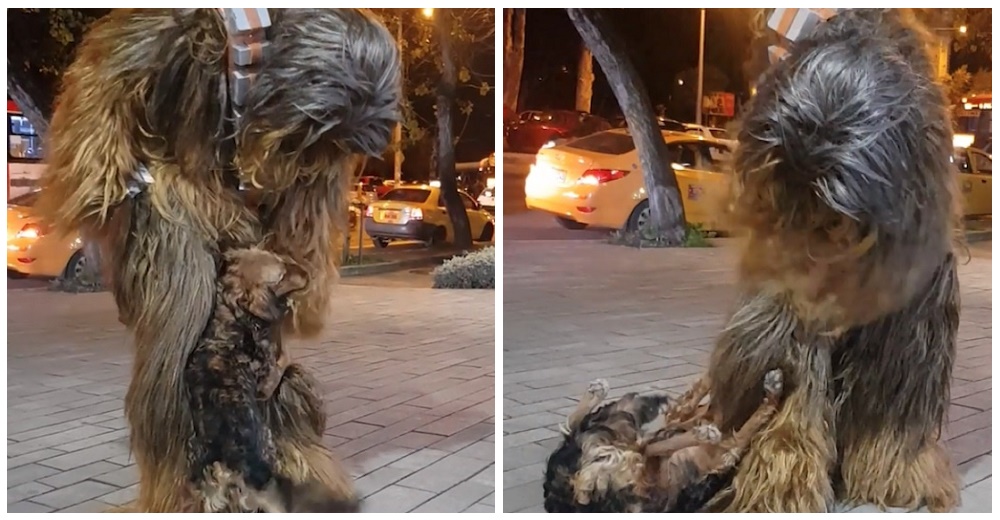 Graban la reacción de un perrito callejero cuando se encuentra de frente con el mismo Chewbacca