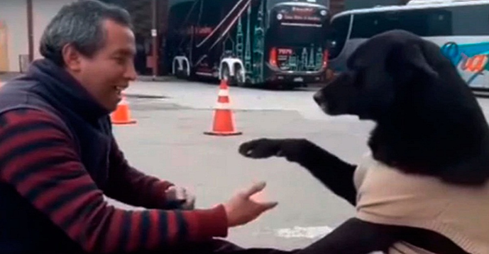 El video viral del perrito callejero pidiéndole a un lustrador de zapatos que limpie sus patitas