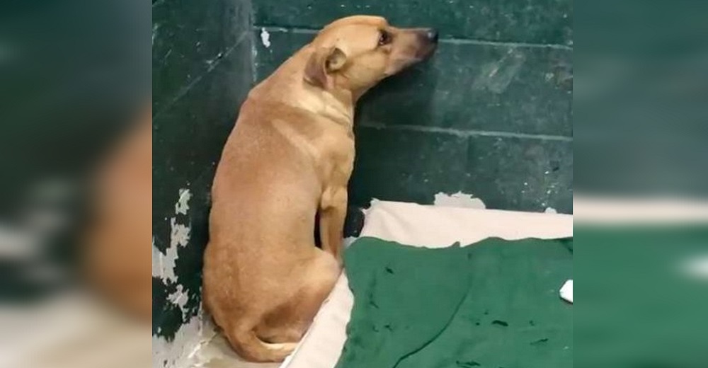 Graban al aterrorizado perrito que fue abandonado en el refugio porque escarbaba en la basura