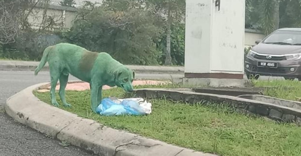 Hallan a un perro desconsolado buscando comida con el cuerpo pintado de verde