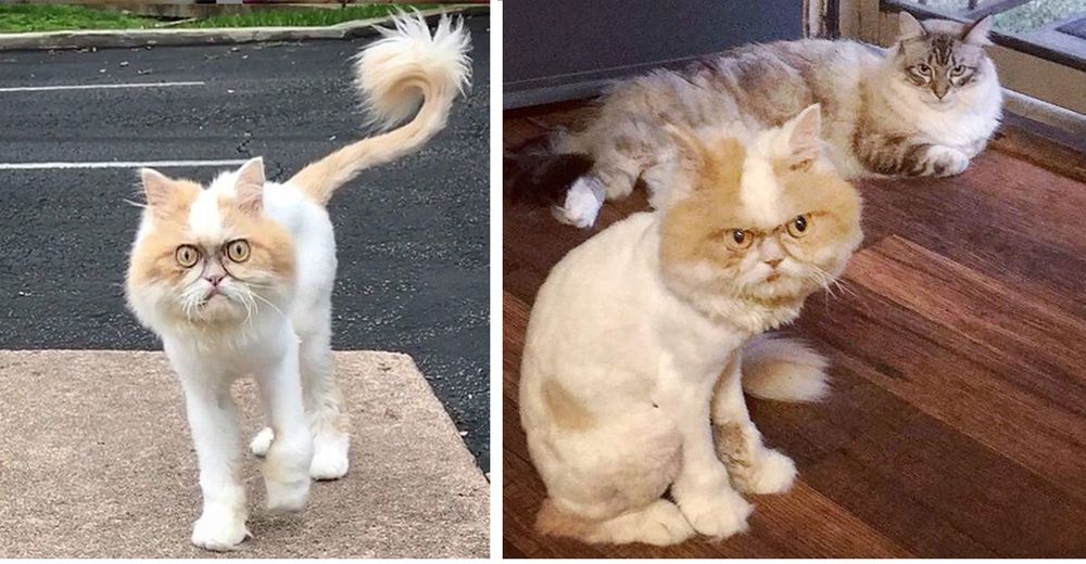 El título de «gato más gruñón del mundo» ahora lo tiene este adorable persa con cara de ciruela