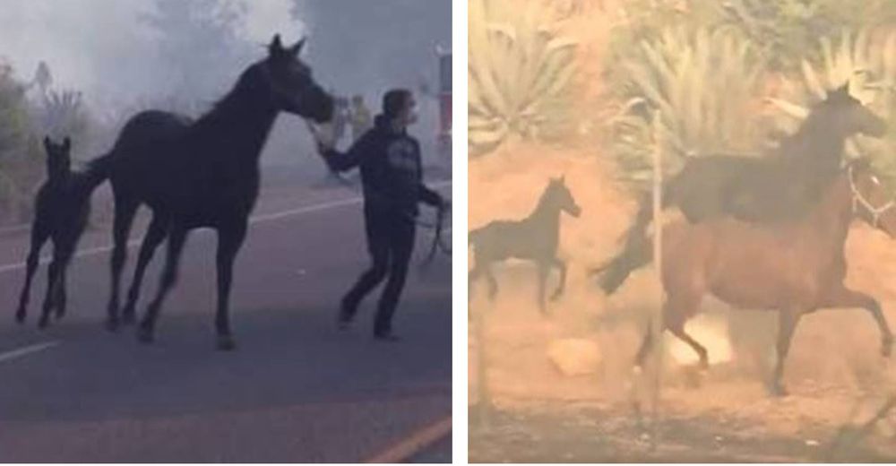 La reacción de un caballo al regresar al fuego para salvar a sus amigos en apuros se hace viral