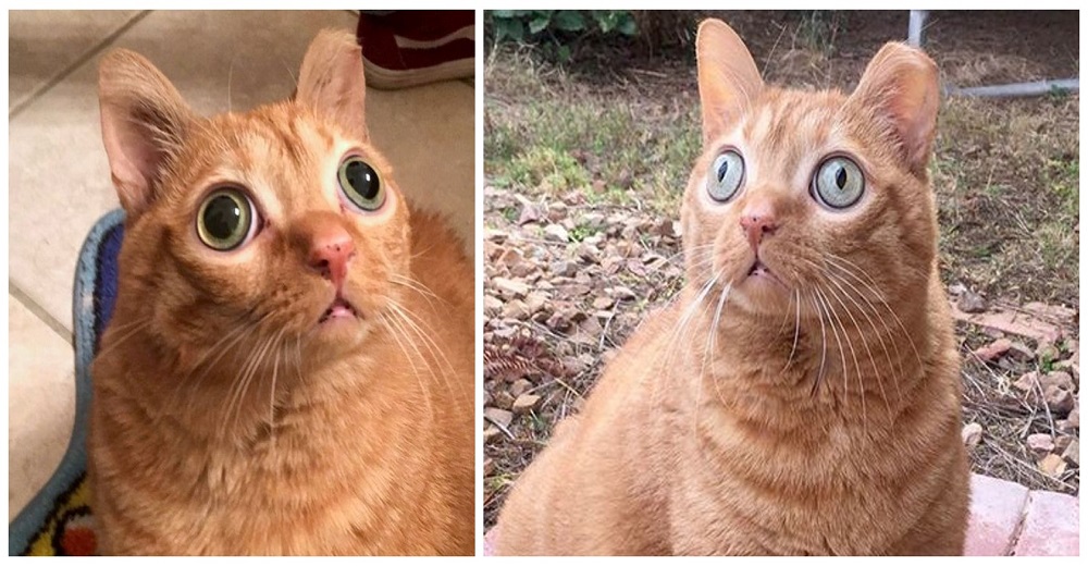 Gatito con grandes ojos saltones salta a la fama y todos hacen teorías para explicar su mirada