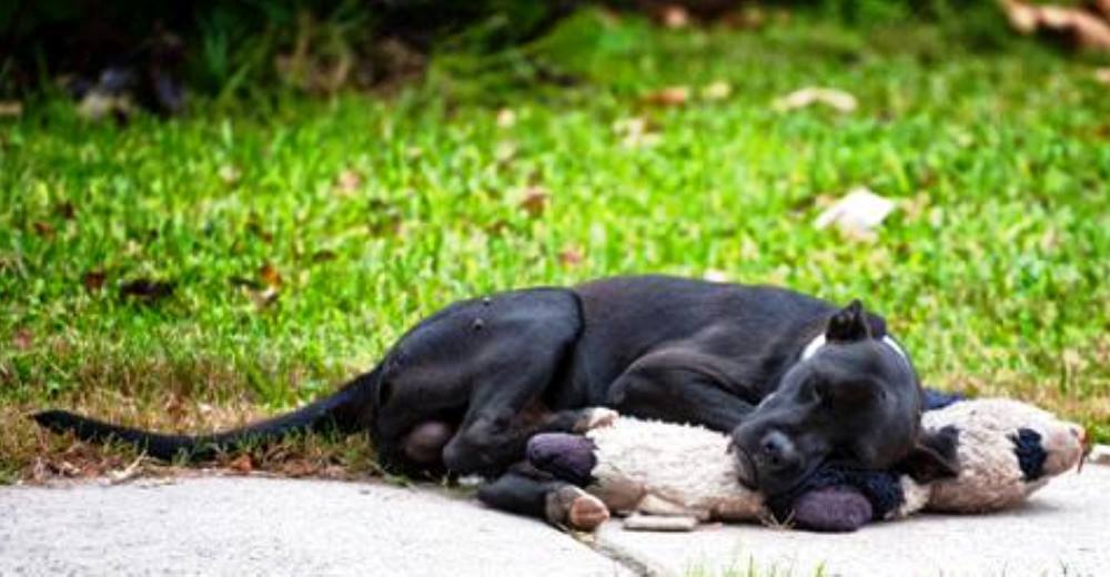 Se vuelve viral el perrito callejero que encontraron aferrándose a un desgastado oso de peluche