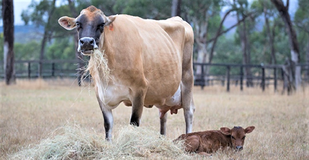 El drama de la vaca que dio a luz y escondió a su cría para protegerla por culpa de sus traumas