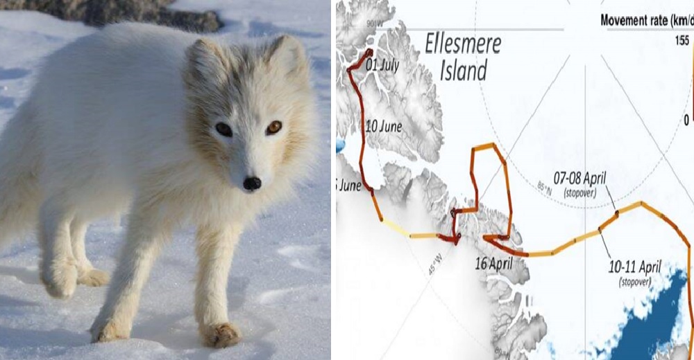 Desesperada zorrita ártica camina a toda velocidad 3.500 km durante 76 días en busca de comida