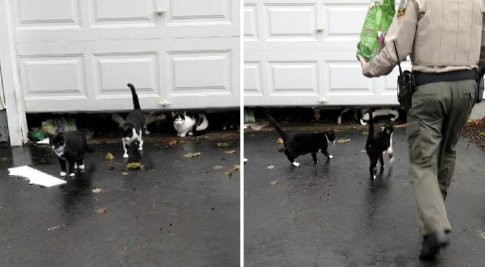 Abren las puertas de una casa embargada donde permanecían 20 gatitos aterrados