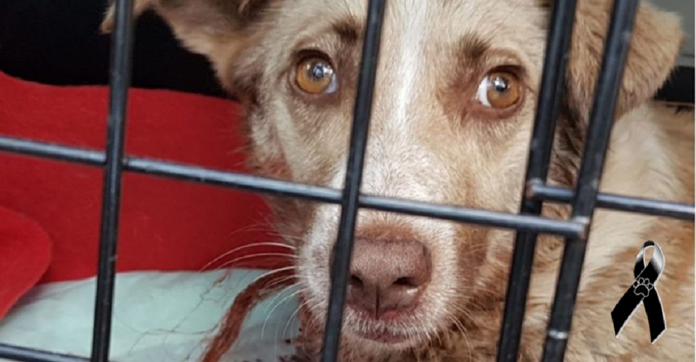 Merecido castigo para el cazador que acabó con la vida de Alma por el solo hecho de ser madre