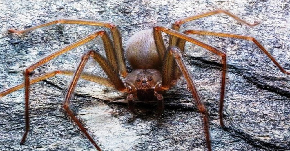 Hallan una nueva especie de araña que es capaz de pudrir la carne humana con una sola mordida