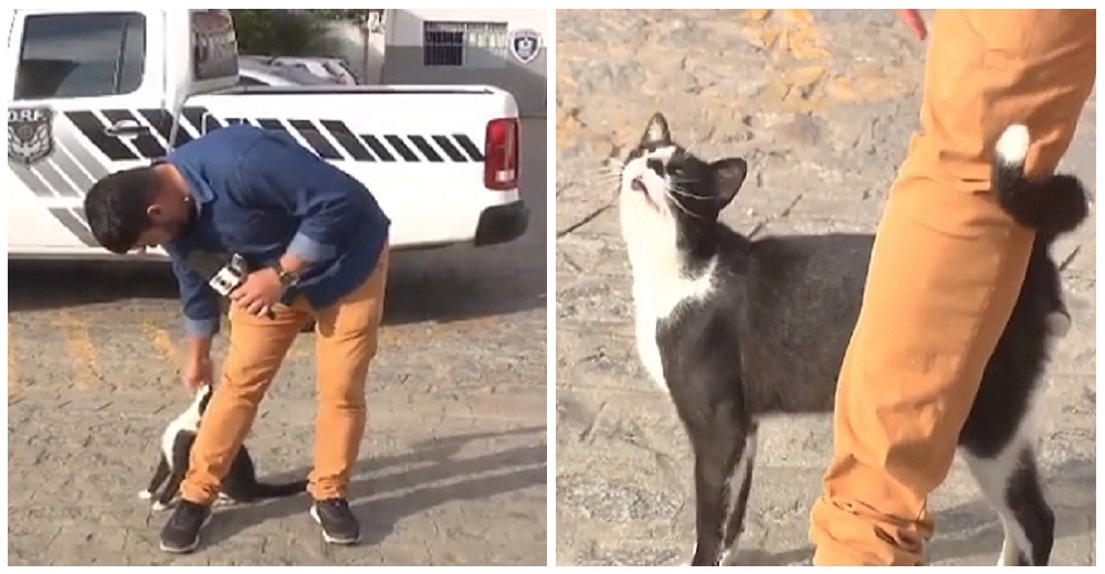 Un gato hace de todo para llamar la atención de un periodista en plena transmisión en vivo