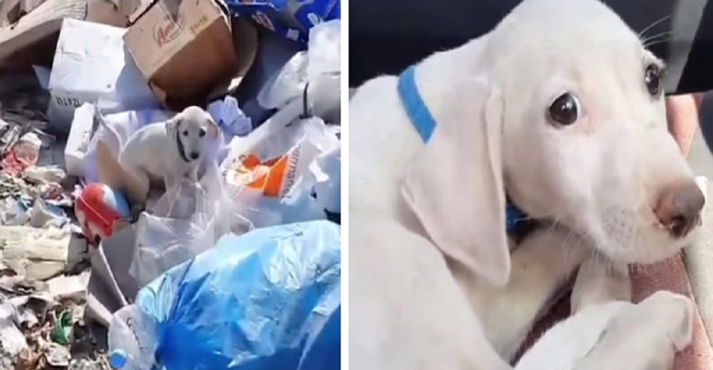 Pulcro y con collar su dueño lo tiró junto a la basura, pero su tierna mirada fue su salvación